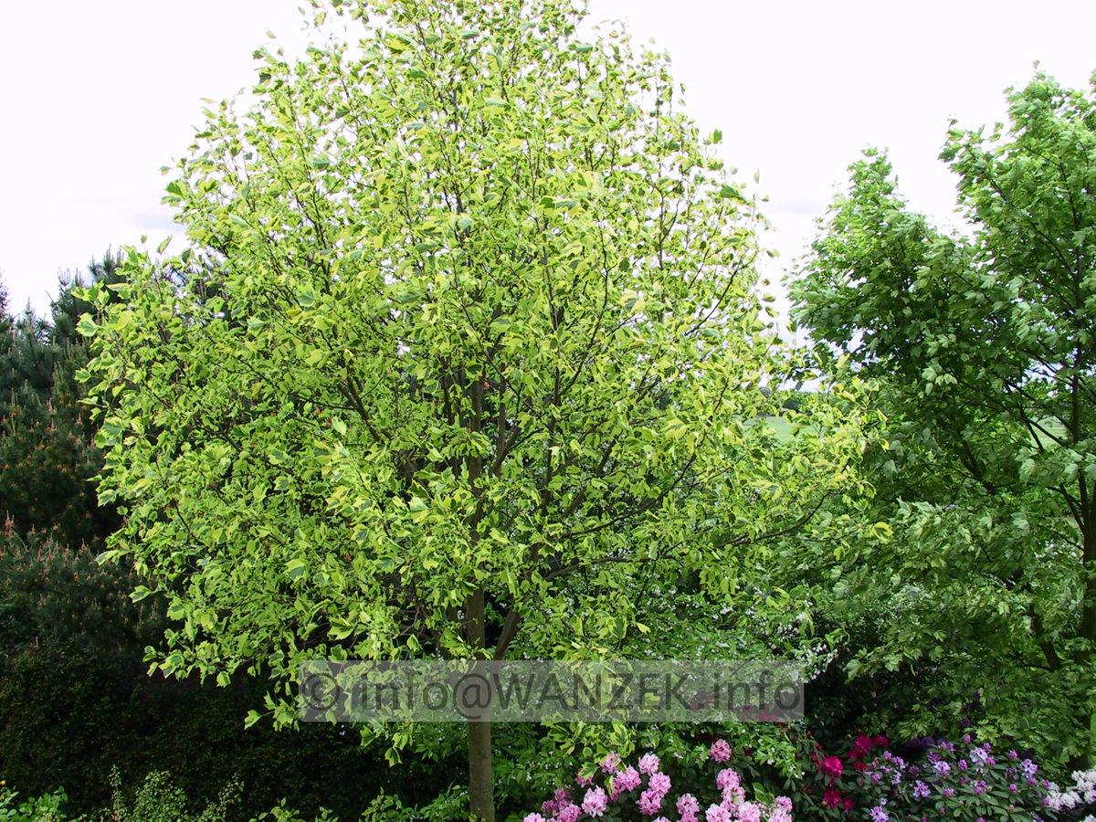 Liriodendron tulipifera Aureomarginata 04.JPG